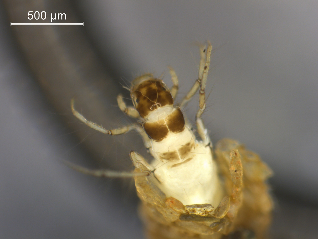 Oecetis ochracea